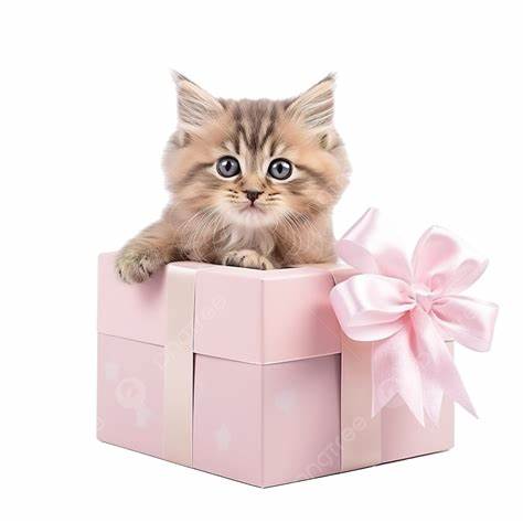 5 kreative Geschenkideen für Katzenliebhaber- für jeden Anlass perfekt!